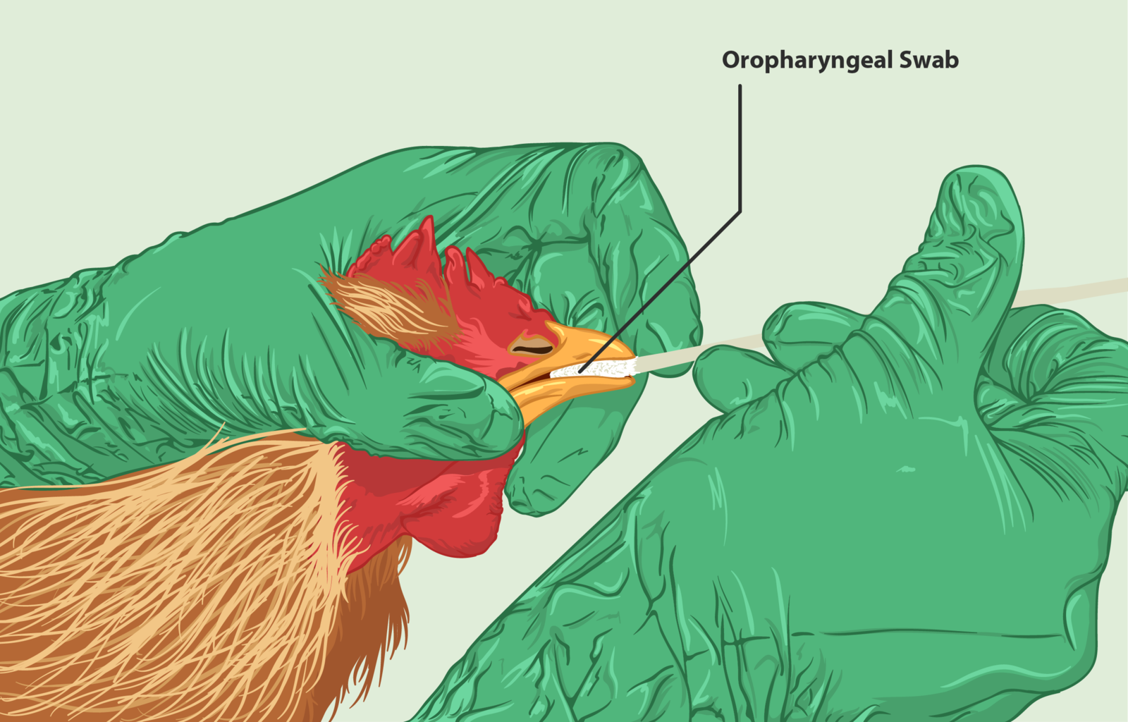 A illustration showing how to test a chicken for bird flu. Such testing is an important part of maintaining high egg production.